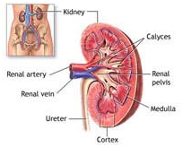 Kidney Transplant Surgery India offers info on Renal Transplant  India, Pancreas Kidney Transplant  India